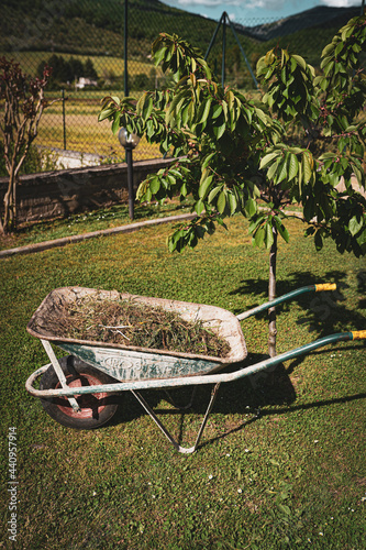 Spring works in the garden, metal wheelbarrow standing under the cherry tree full of cut dry grass trimmed in the backyard. Garden maintenance concept