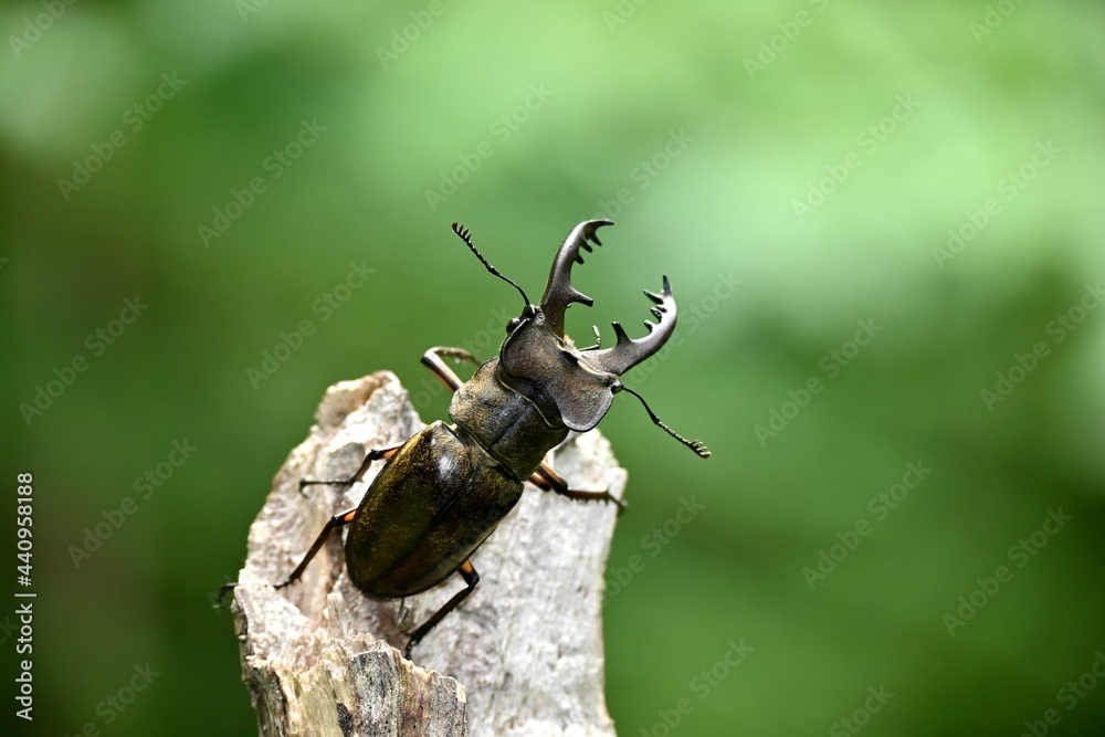 Fototapeta premium ミヤマクワガタのオス