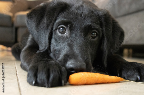Labrador pup met wortel photo