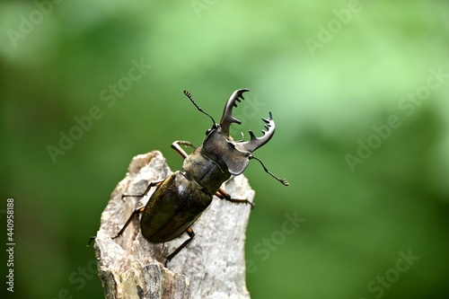 ミヤマクワガタのオス