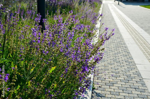 perennial beds in street plantings. Variegated rich stands of prairie hardy flowers blooming profusely like a meadow. concrete interlocking sidewalks in gray photo