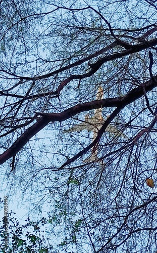 branches against sky
