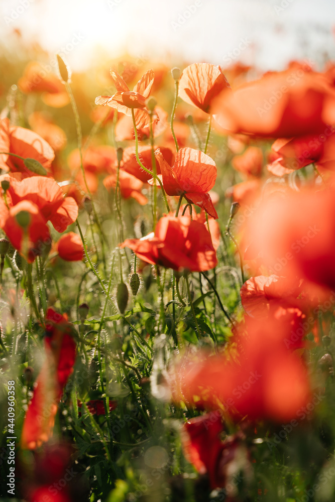 Fototapeta premium Red summer poppies field. floral background with shallow depth of field romantic sunset. Summer evening warm vibes. Summer flowers vertical beautiful sunny composition