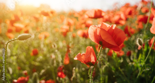 poppy field romantic scene. Romantic horizontal composition for background with  shallow depth of field. Sunny summer evening. Red summer time flowers close up. long banner 