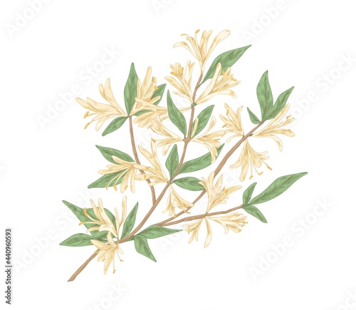 Blooming honeysuckle branch with blossomed flowers and leaves. Realistic botanical drawing of garden Lonicera plant in vintage handdrawn style. Drawn detailed vector illustration isolated on white photo