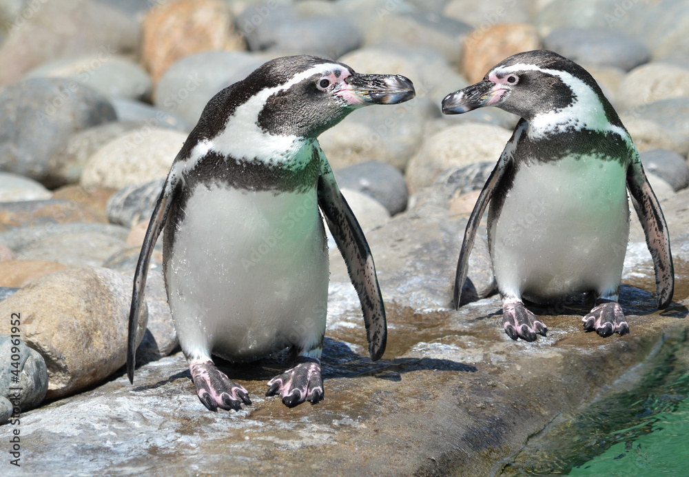 Obraz premium two penguins on a rock