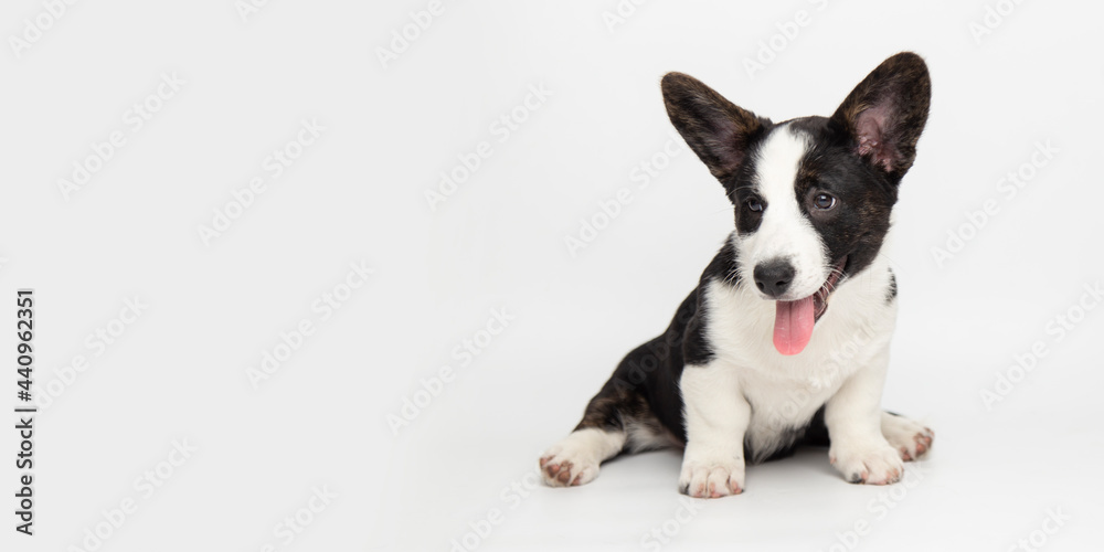 Welsh corgi cardigan cute fluffy puppy dog sitting on a white background with copy space. funny cute animals