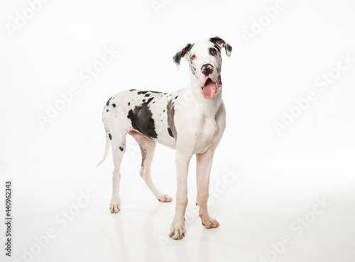 White with black spots Great Dane dog standing on white background looking at the camera with it's tongue out