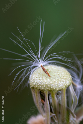 Semilla solitaria