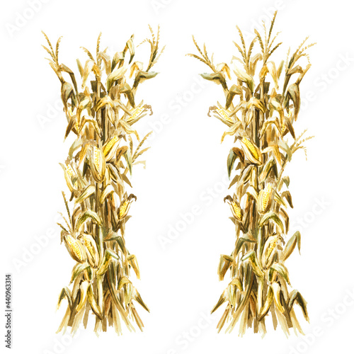 Fotografija Autumn decoration made of dried corn stalks,  Hand drawn watercolor illustration