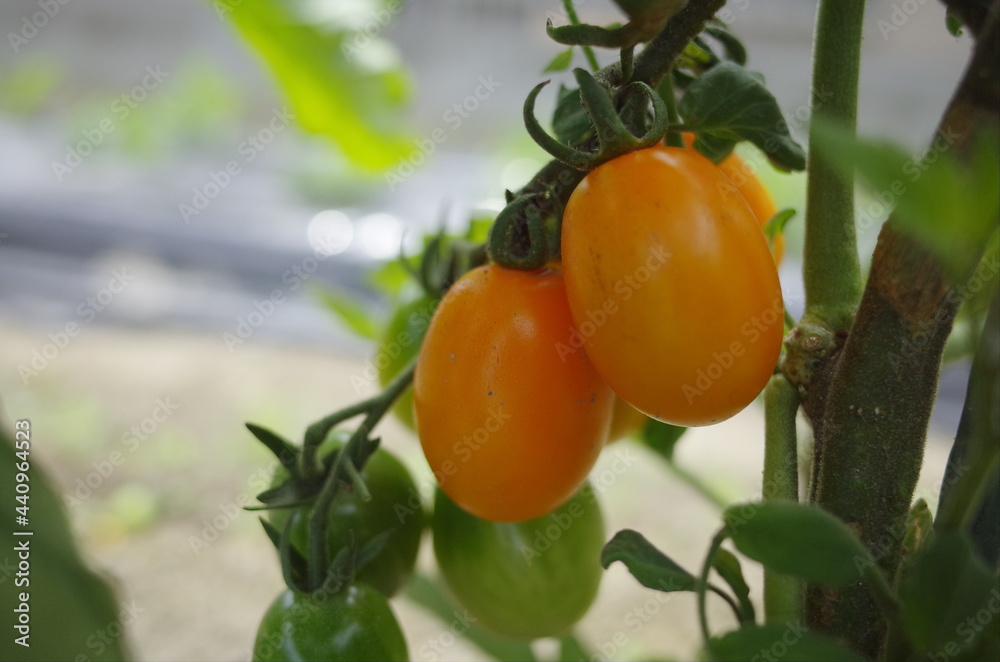 新鮮野菜を収穫