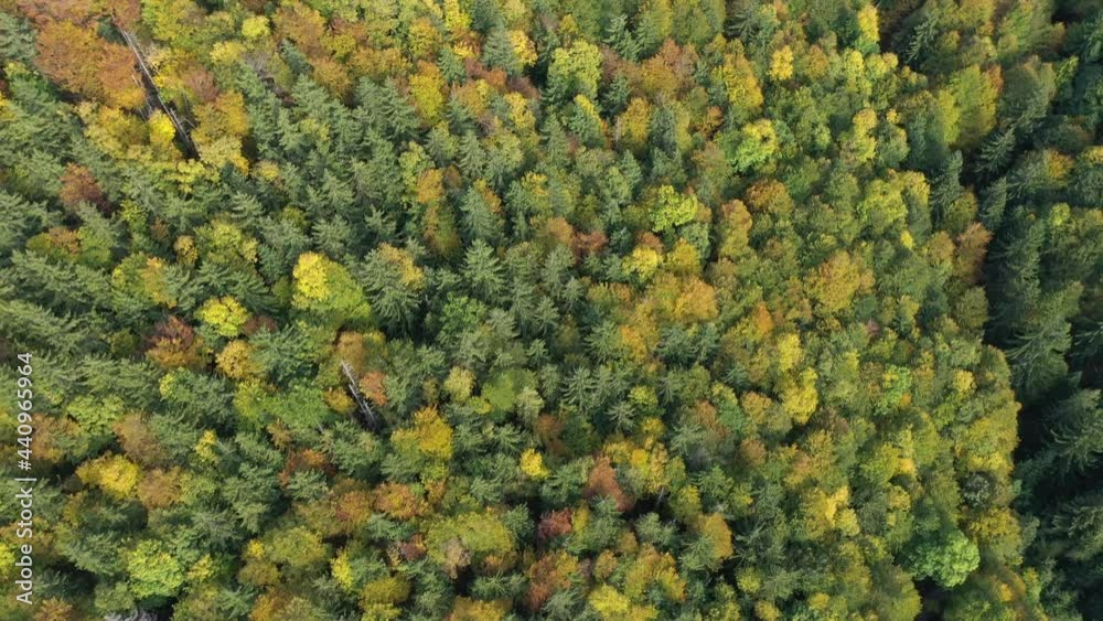 Herbstwald von oben 