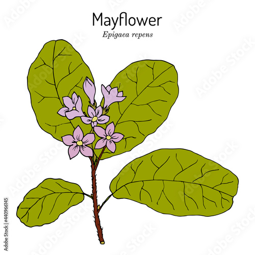 Mayflower or trailing arbutus Epigaea repens , state flower of Massachusetts photo