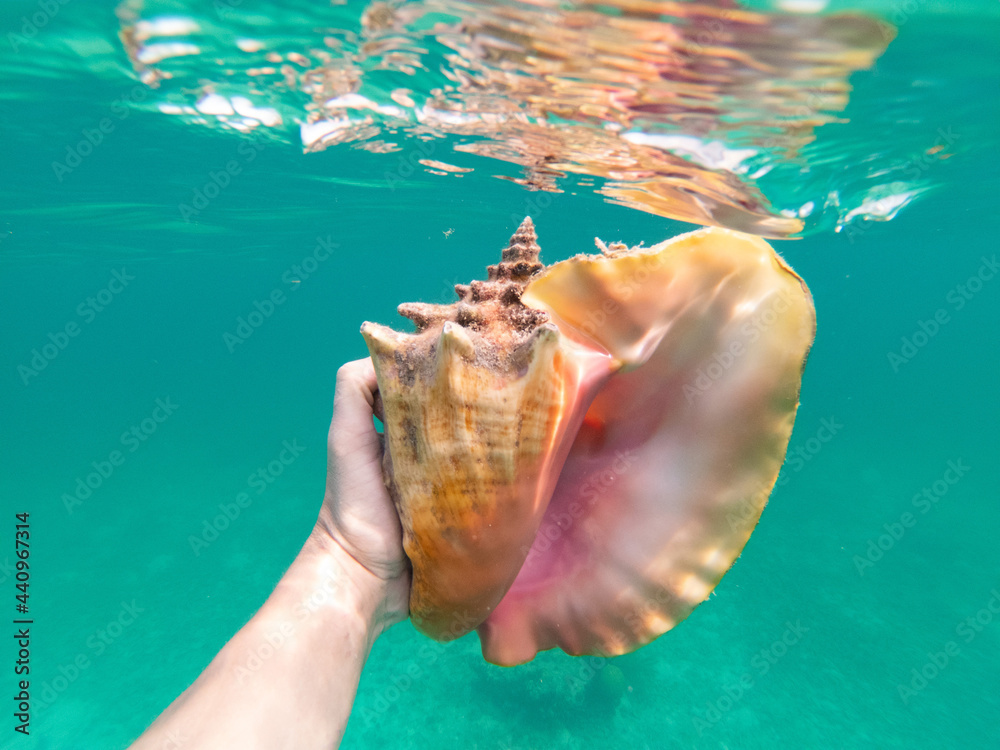 Hand of snorkeling man holding huge conch shell underwater. Concept of ...