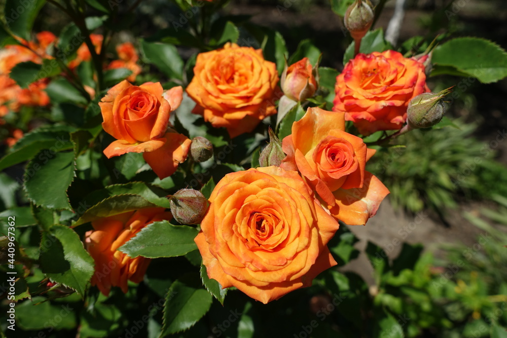 Five bright orange flowers of garden roses in August Five bright orange flowers of garden roses in August