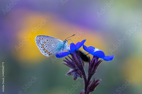 Photography Polyommatus amandus blue butterfly, Amanda's blue