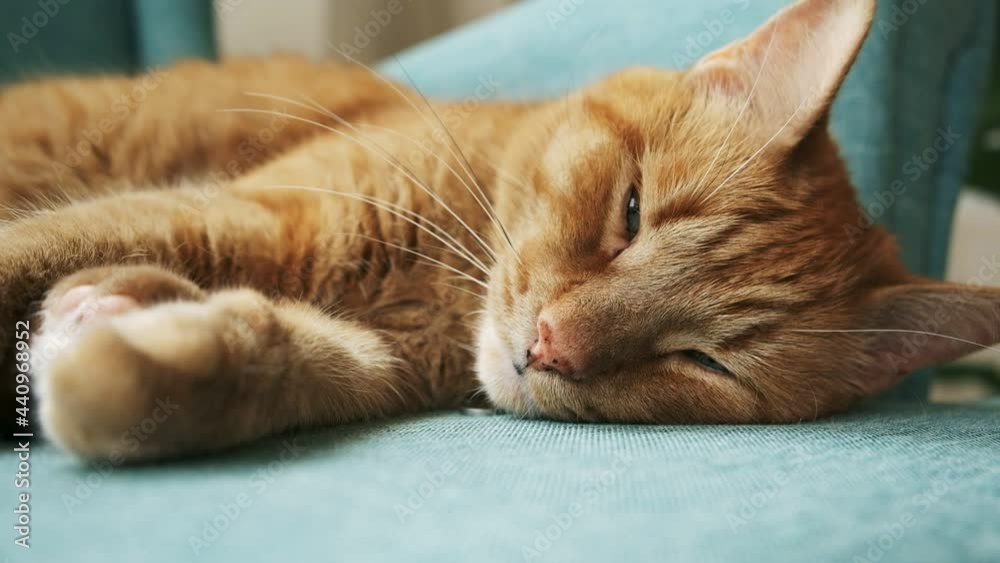 Domestic ginger cat sleeping and wake up in armchair at home