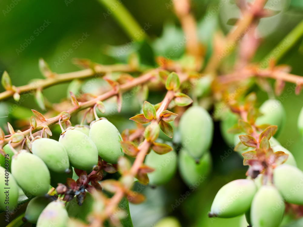 Obraz premium Pflanze