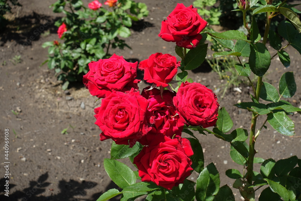 Garden rose with bright red flowers in June