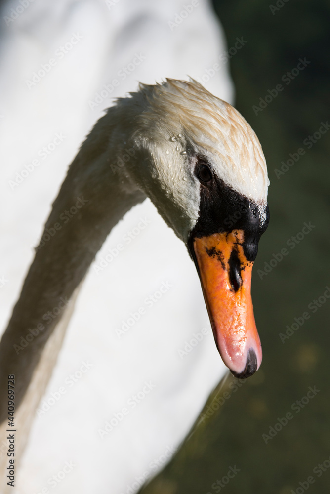 Obraz premium Schwanportrait