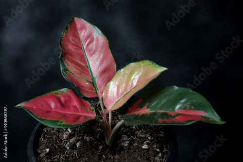 Aglaonema Kochin Copper ( Tembaga ) Compacta in black pot on abstract background photo