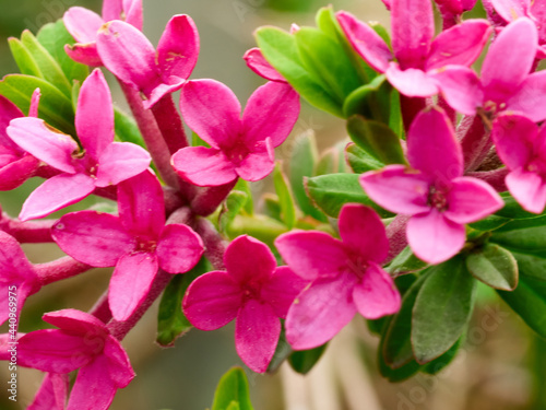 Blüte