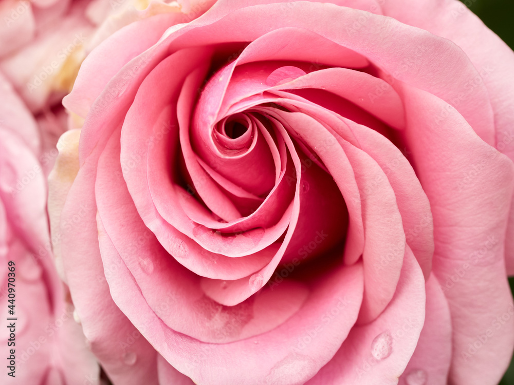 Obraz premium Rose