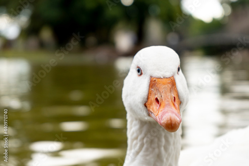 Close-up of the head of a white goose. Farm bird.