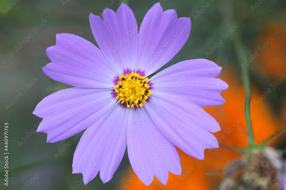 Fototapeta premium うすべにのコスモス アップ 背景にオレンジの花