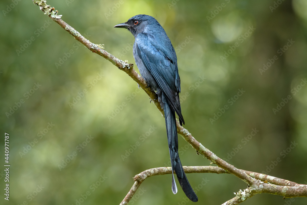 Racket tailed drongo in botanical garden , Ooty Racket tailed drongo in botanical garden , Ooty