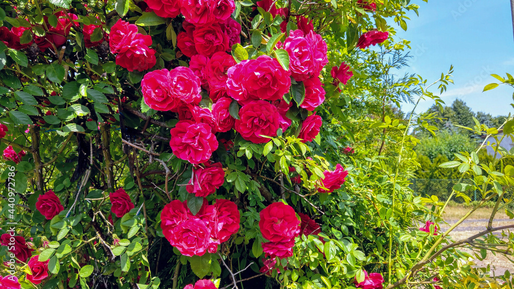 blooming red rose flowers on a bush growing in a garden lit by the summer sun