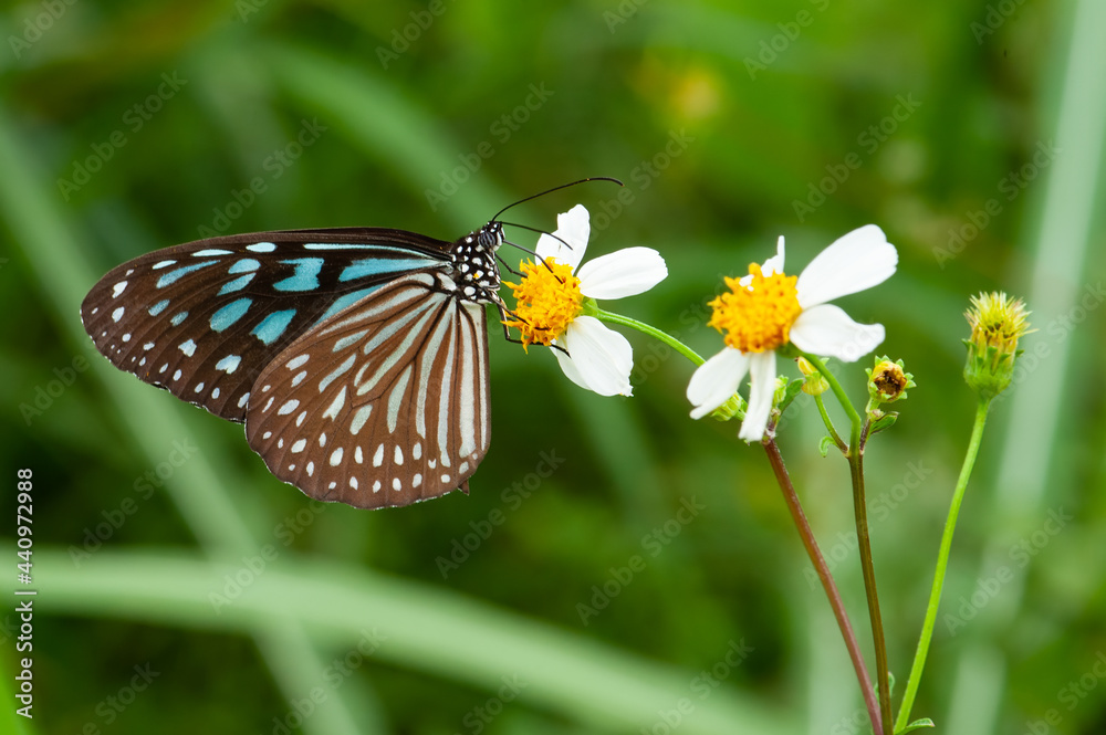 The Dark Blue Tiger butterfly was feeding on a yellow flower. The Dark Blue Tiger butterfly was feeding on a yellow flower.