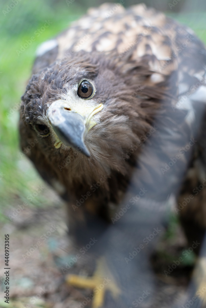 Obraz premium Beautiful black eyed eagle. Animals and birds. Wildlife.