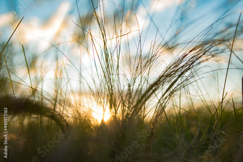 Delicate color photography with grass and blurred background with blue sky, white clouds and sun at sunset. Feather grass on a background of yellow sunbeams.Beautiful abstraction.