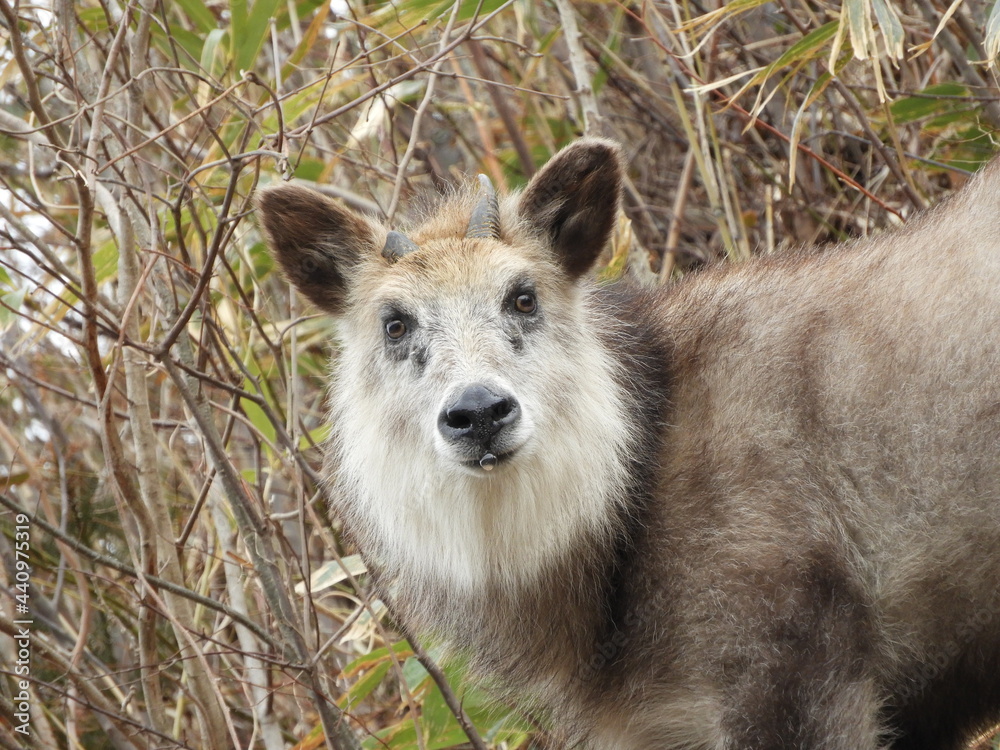 Fototapeta premium 二ホンカモシカ