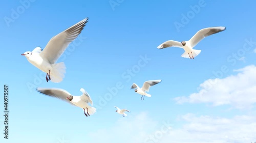 A white seagull hover soaring in the summer blue sky, bird flying in sky over coast of Baltic Sea. Slow Motion