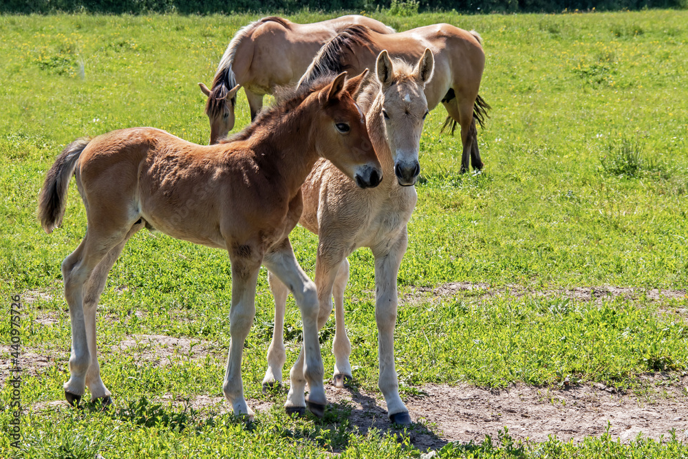 Fototapeta premium Chevaux Henson jument et poulains ,ou cheval de la baie de Somme dans la prairie, Le Marquenterre, Hauts-de-France