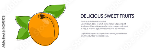 Orange apricot banner, fruit isolated on white background, vector illustration
