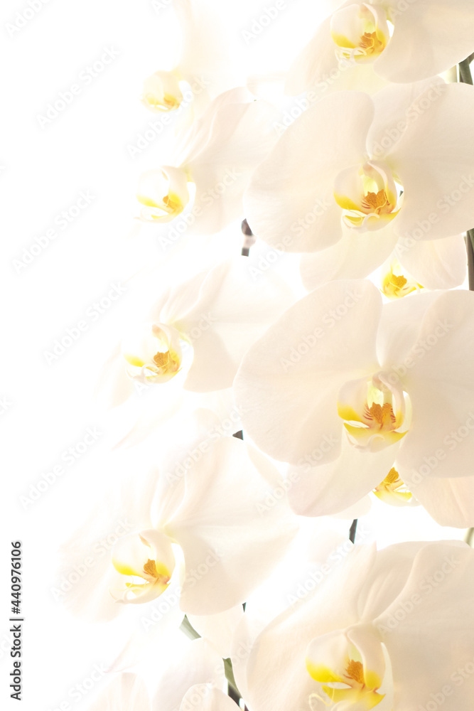 日本の美しい白い胡蝶蘭 こちょうらん の花 Stock Photo Adobe Stock
