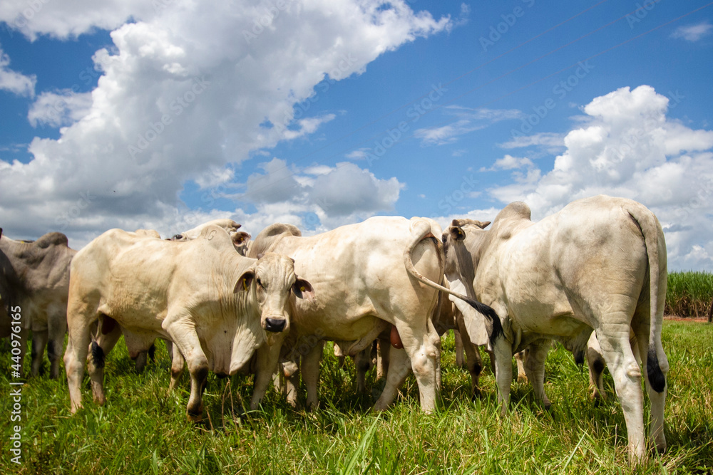 Gado Nelore ao livre em fazenda no interior de São Paulo - Brasil. Touros Nelore em pasto. Gado Nelore ao livre em fazenda no interior de São Paulo - Brasil. Touros Nelore em pasto.