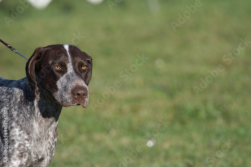 German Shorthair Pointer in a dog show ring