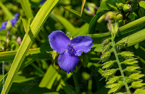 Tradescantia flora in summer garden photo