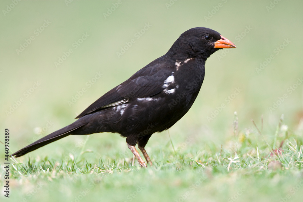 Roodsnavel-buffelwever, Red-billed Buffalo-weaver, Bubalornis niger Roodsnavel-buffelwever, Red-billed Buffalo-weaver, Bubalornis niger