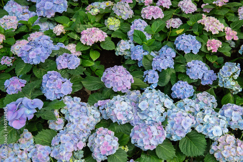 Beautiful pastel colors Hydrangea flowers blooming in the garden. Hydrangeas are popular shrubs with colorful flowers that bloom through summer and into fall.