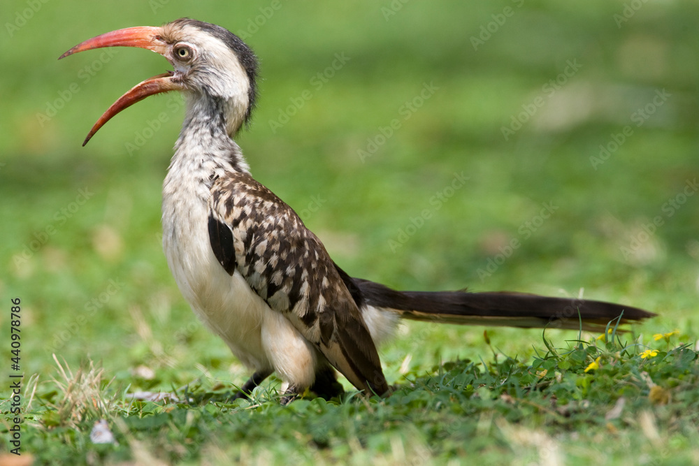 Fototapeta premium Zuidelijke Roodsnaveltok, Southern Red-billed Hornbill, Tockus rufirostris, Roodsnaveltok