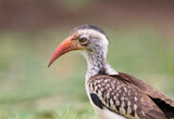 Zuidelijke Roodsnaveltok, Southern Red-billed Hornbill, Tockus rufirostris, Roodsnaveltok
