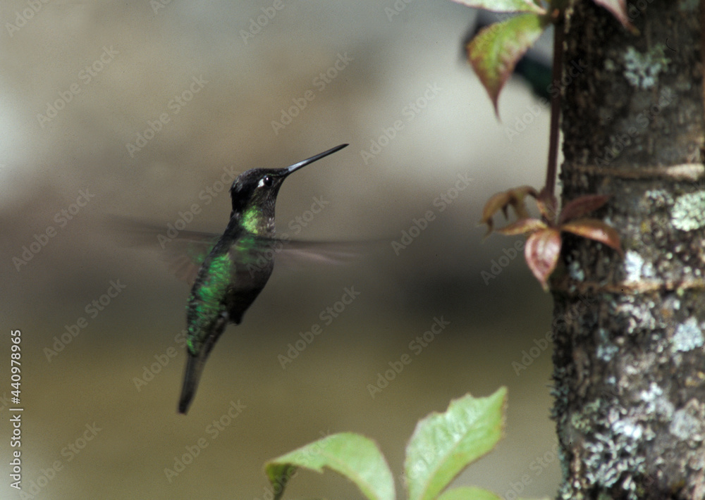 Fototapeta premium Magnificent Hummingbird, Rivoli-kolibrie, Eugenes fulgens