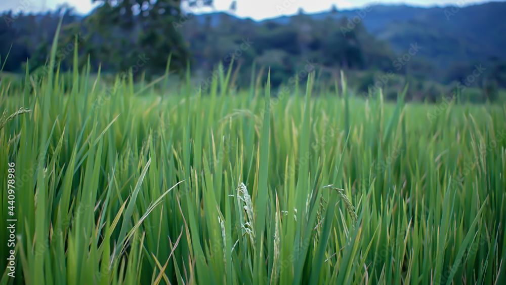 grass and sky