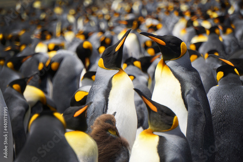 Family of King penguins 