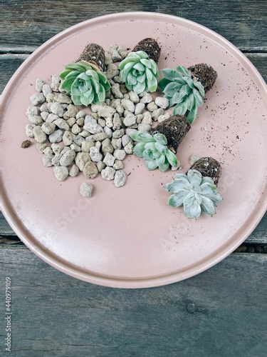 Top view mini succulent plant echeveria with bare roots without a pot and pumice stone in pastel pink plate on wooden floor. Copy space. Soft focus.